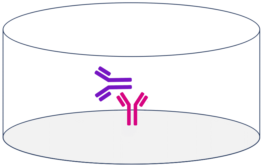 Secondary Antibodies: their role in serological tests | Biomat