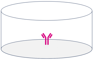Secondary Antibodies: their role in serological tests | Biomat