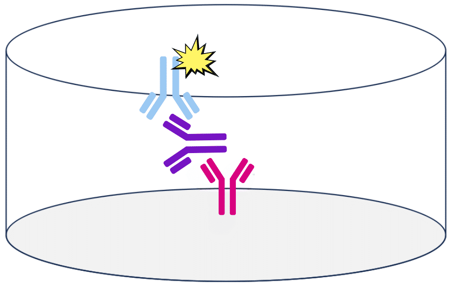 Secondary Antibodies: their role in serological tests | Biomat