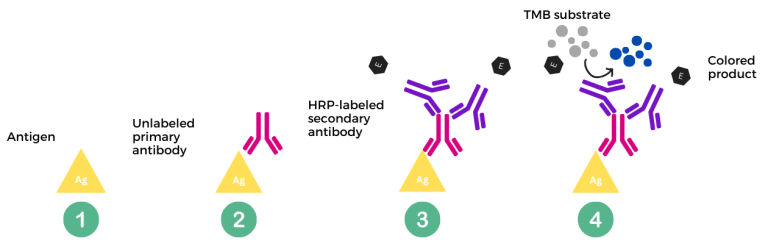 Secondary Antibodies: their role in serological tests | Biomat